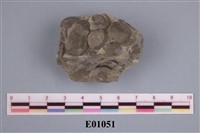 藏品(腕足類)的圖片